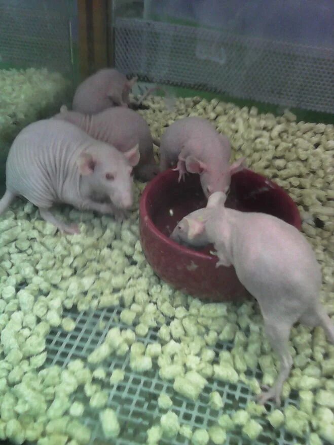 песчанка монгольская. мышь песчанка зоомагазин. хомяки. мыши в зоомагазине. мыши в зоомагазине.