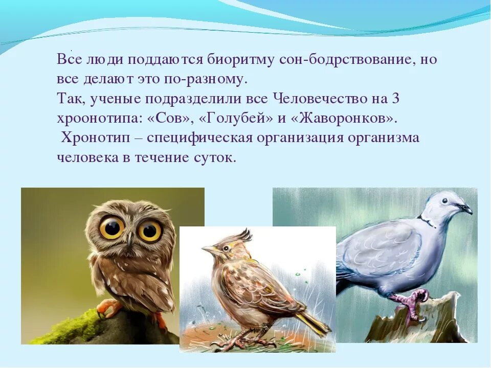 Совы и Жаворонки биоритмы. Биоритмы Сова Жаворонок голубь. Биоритмы Жаворонки Совы и голуби. Хронотипы Сова Жаворонок голубь. Жаворонок это человек