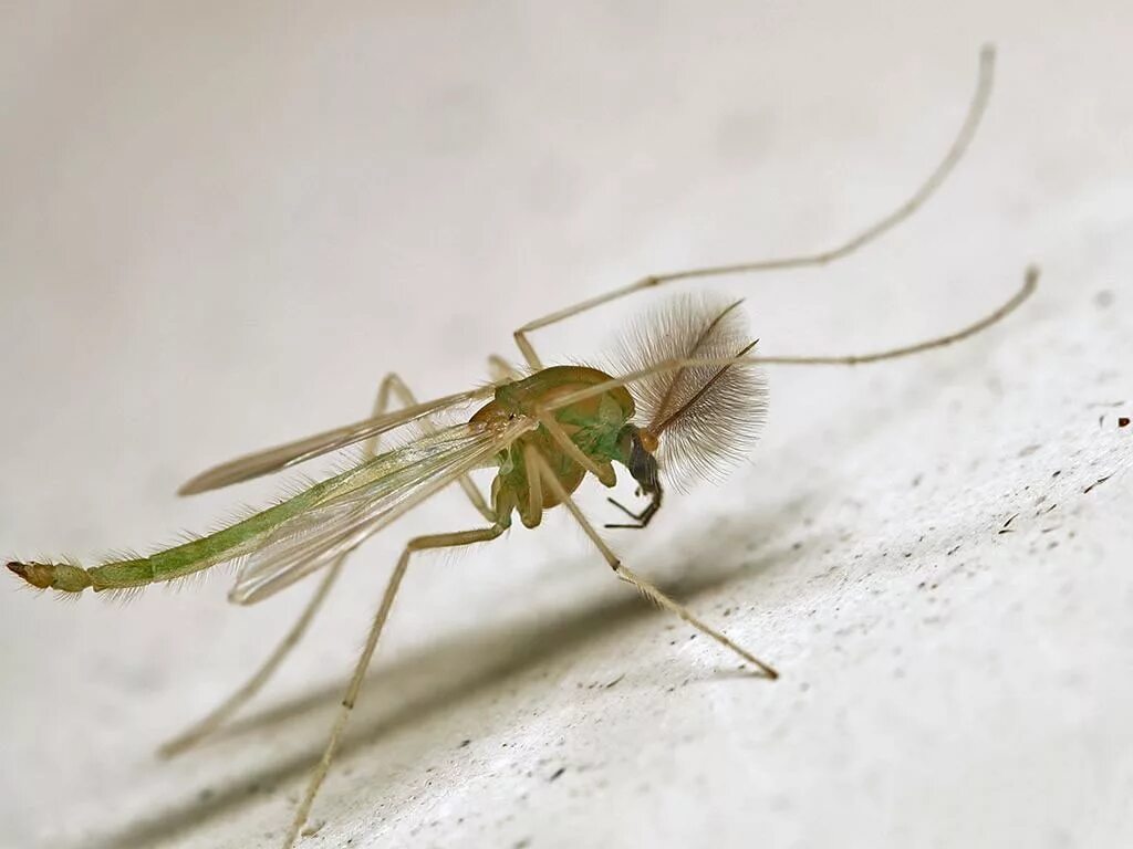 Насекомое трубочка. Комар-Дергун (звонец).. Личинок комаров семейства Chironomidae. Личинка комара звонца. Зеленый комар звонец.