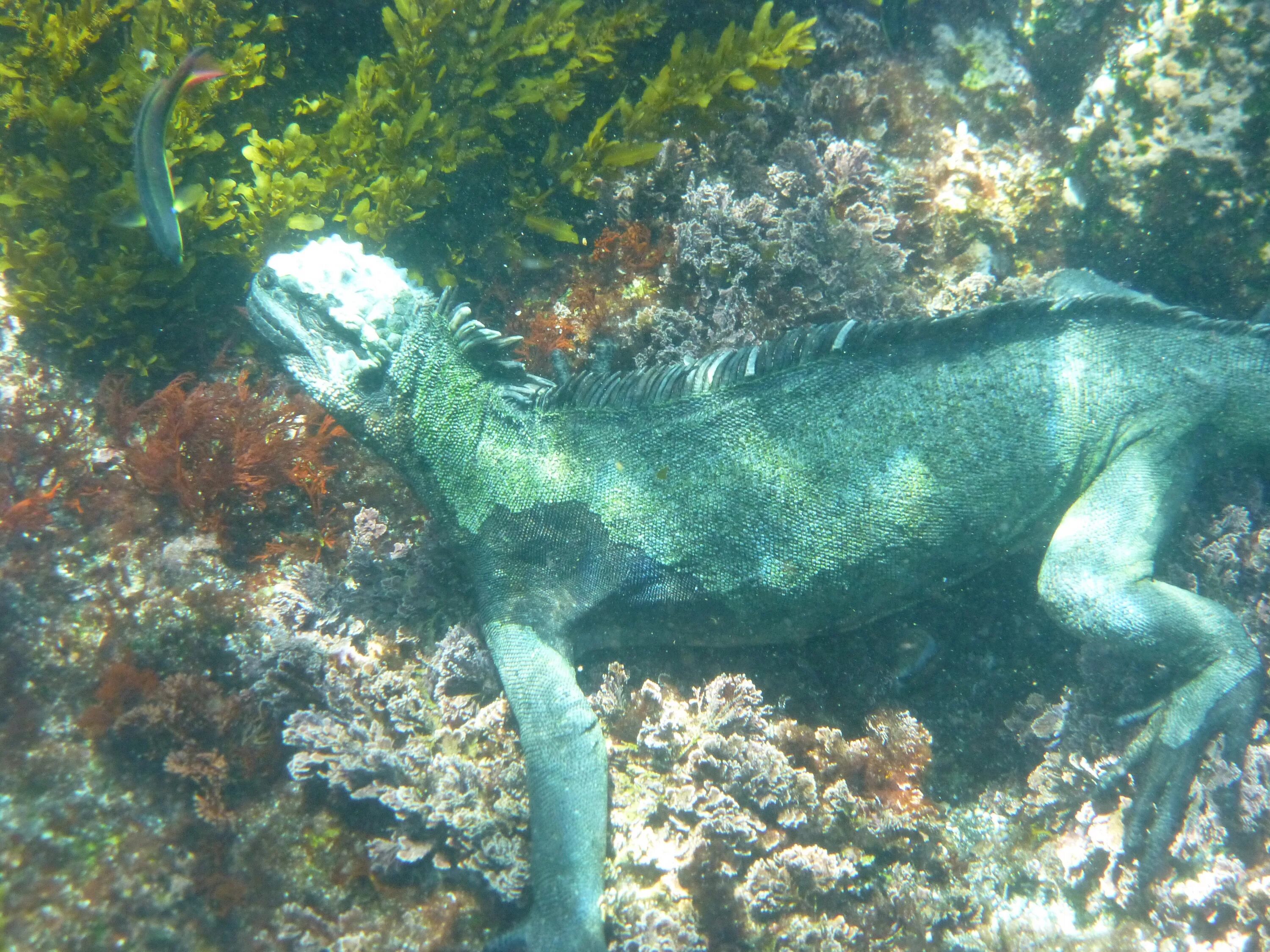 Галапагосские острова игуаны. Морская игуана. Черная морская игуана. Galapagos Marine Iguana.