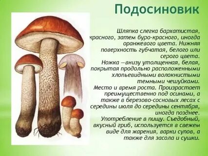 Составить познавательный текст про подосиновик