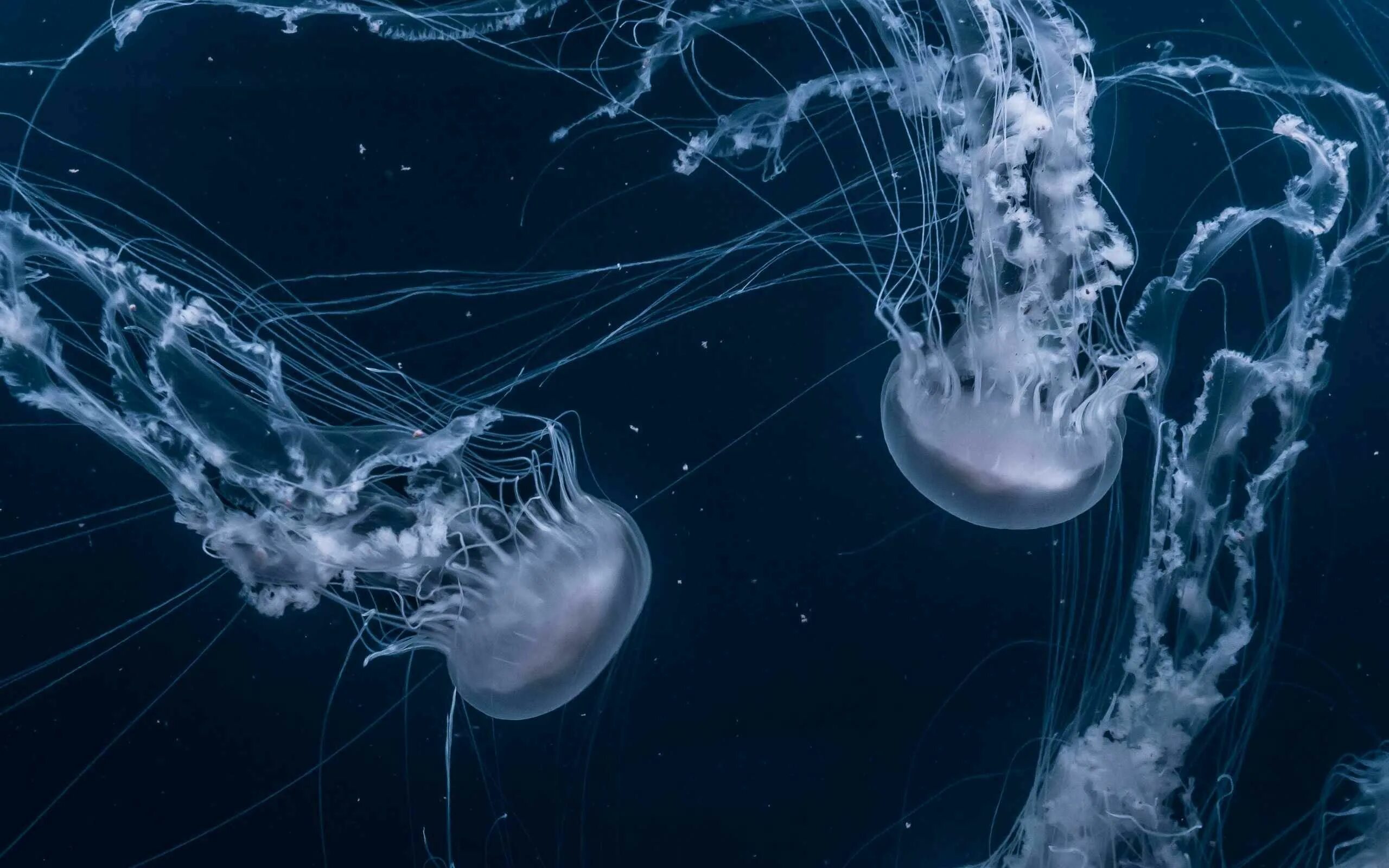 Медуза Джеллифиш. Амфитретус пелагический. Щупальца медузы. Медуза не умеет плавать в ночи