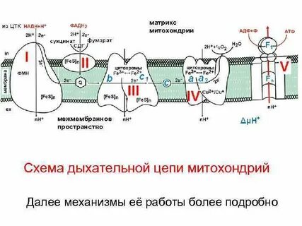 Окислитель в дыхательной цепи