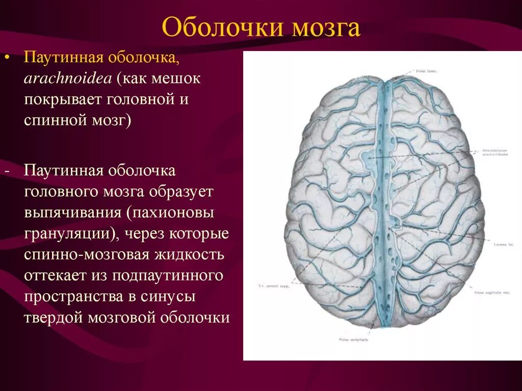 Головной мозг покрыт оболочками. Паутинная оболочка головного мозга. Арахноидальная оболочка головного мозга. Паутинная оболочка головного мозга анатомия. Паутинная мозговая оболочка головного мозга.