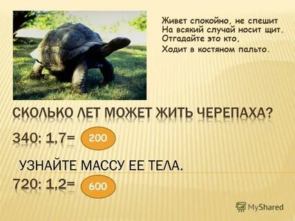 Сколько черепаха может прожить без еды