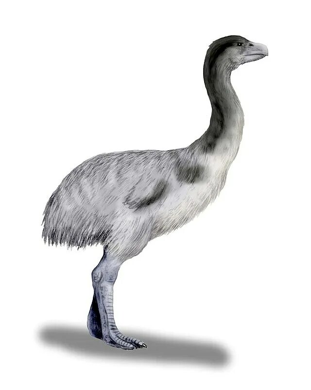 Garganornis ballmanni. Дроморнис птица. Dromornis stirtoni. Дроморнис птица. Dromornis stirtoni.