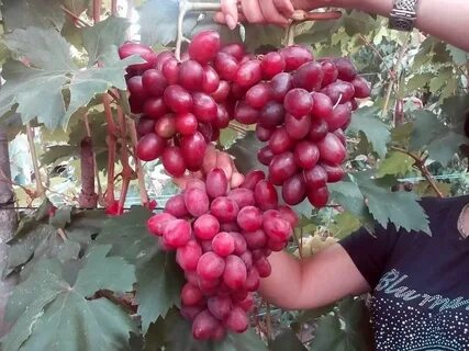 Виноград фаэтон
