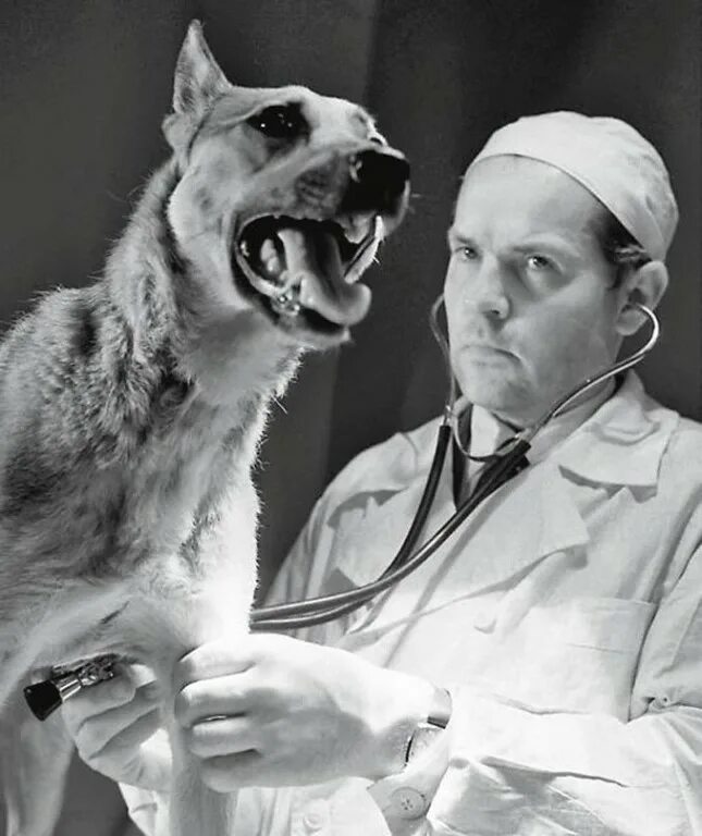 Сова врач хирург. Владимир петрович демихов. владимир петрович демихов двухголовые собаки. демихов владимир петрович (1916-1998). владимир демихов хирург.