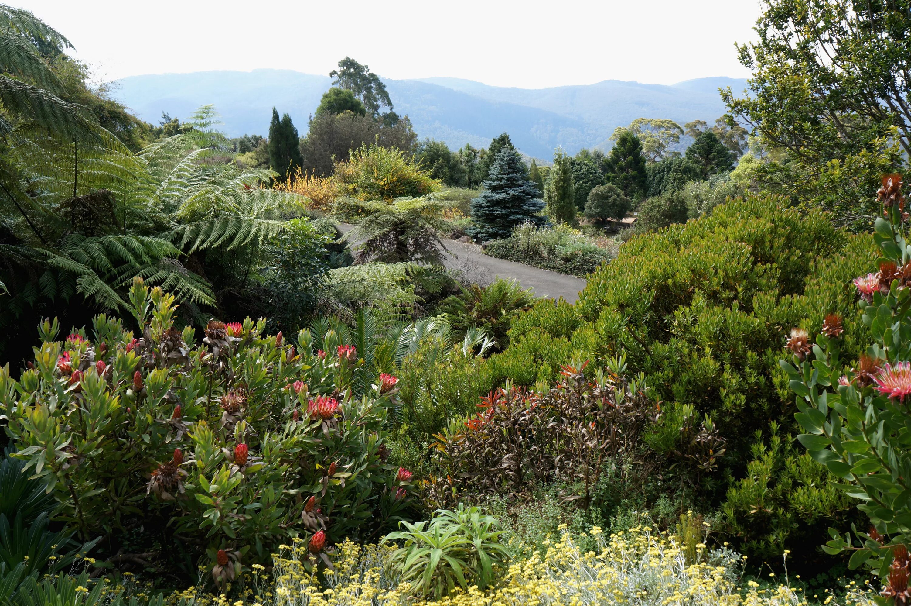 Ботанический сад Кирстенбош. Ботанический сад Австралия. Ботанический сад в голубых горах Австралии. Ботанический сад Арто ботаника Италия. Растительный покров гор