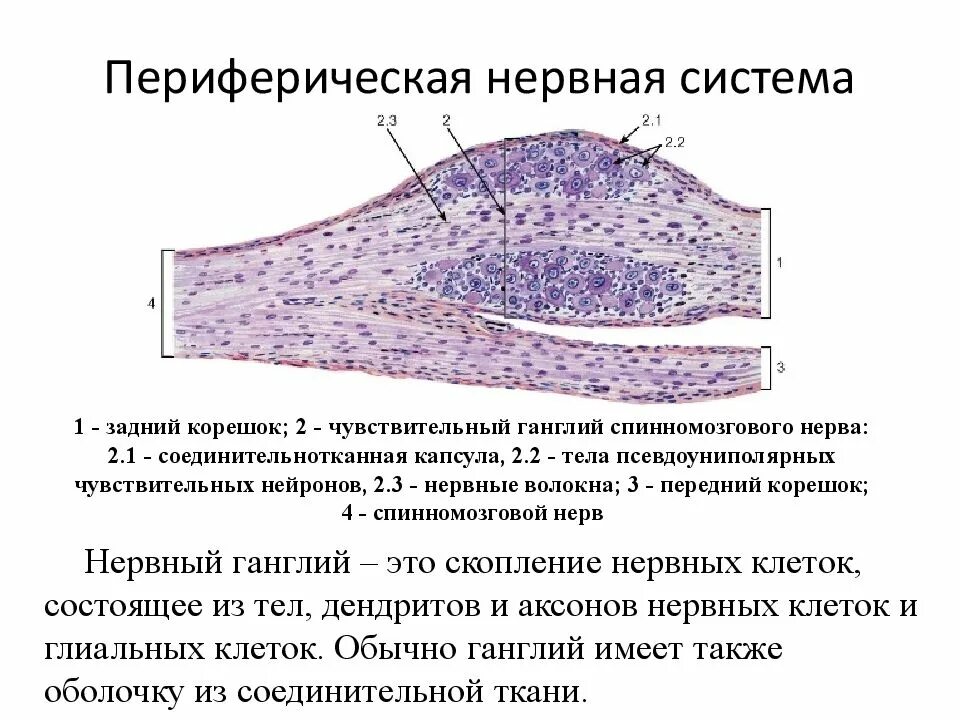 Что представляет собой ганглий. Спинальный ганглий гистология рисунок. Строение ганглия. Периферические нервные ганглии.