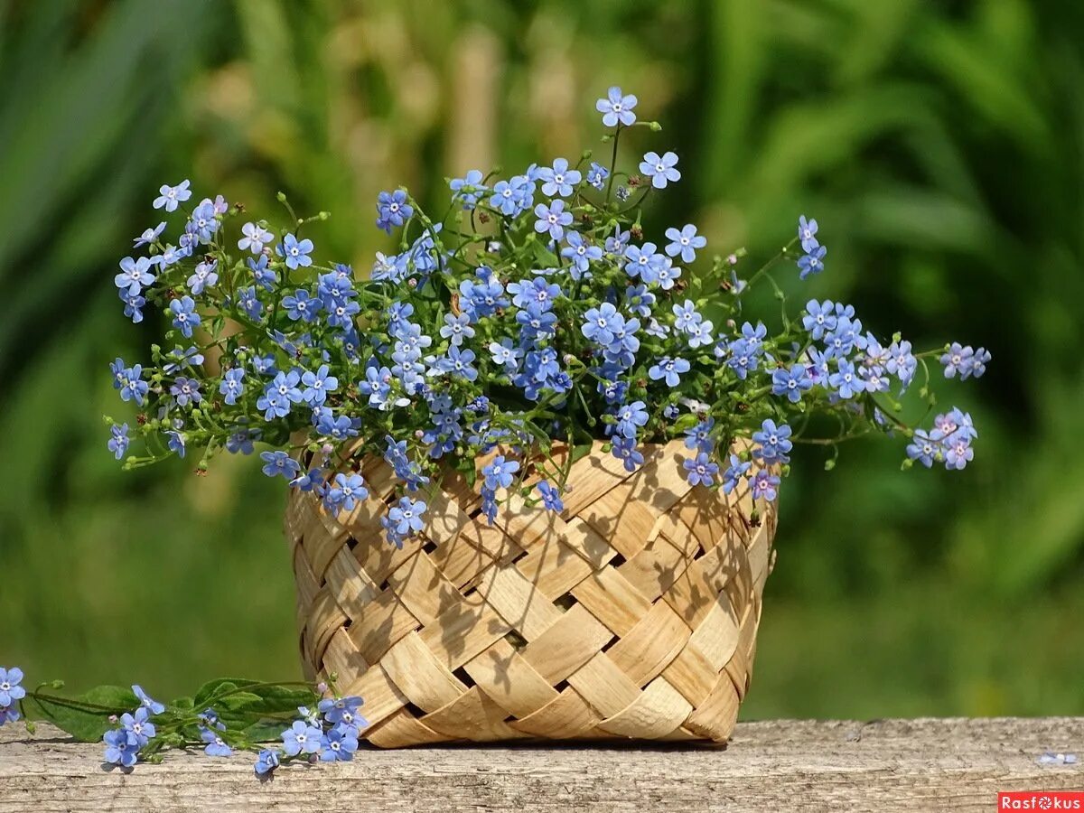 Полевые цветы в корзине. Радуемся новому Дню. Плетёные цветы с синими цветами. Цитаты про лето.