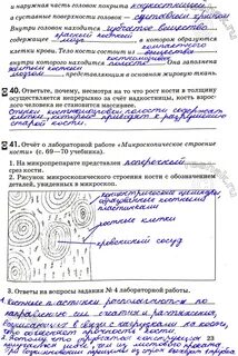 Исследование свойств кости лабораторная работа 9 класс