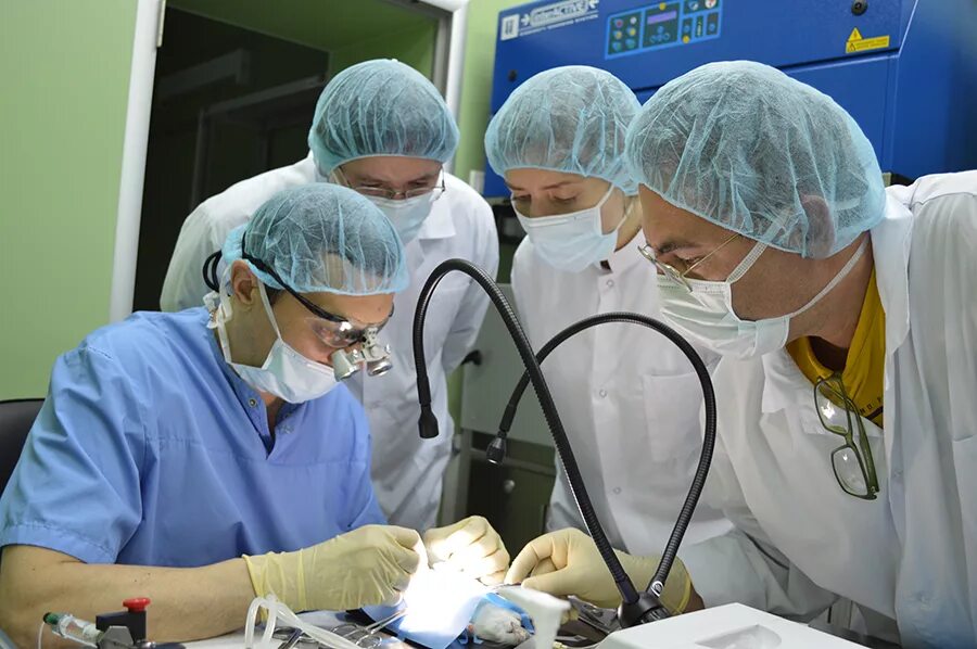 Отделение экспериментальной хирургии. Институт Алмазова кардиохирурги. Алмазова эндокринология