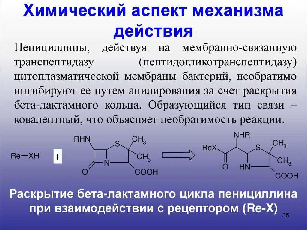 Пенициллины действуют