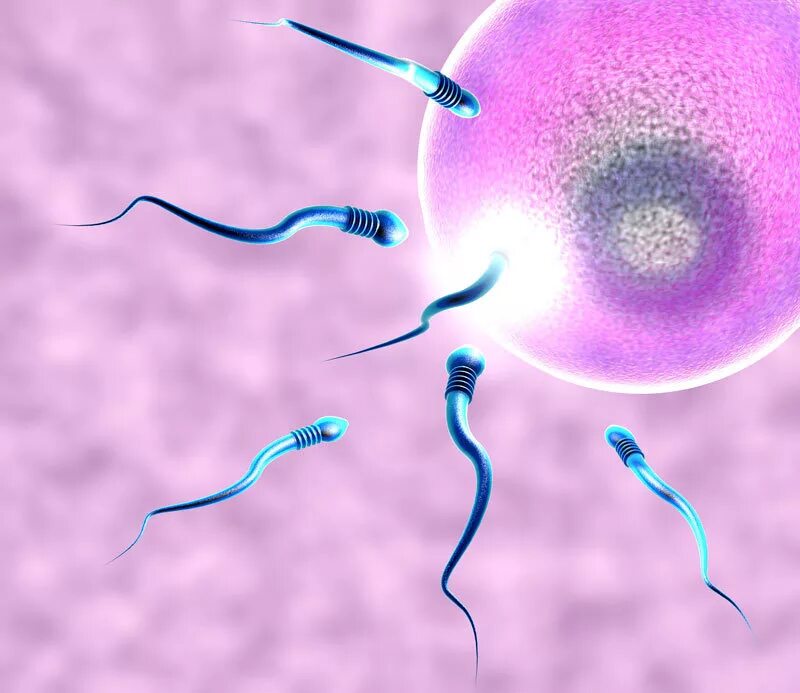 Женские спермии. Оплодотворение яйцеклетки. Искусственное оплодотворение. Сперматозоид и яйцеклетка. Искусственная инсеминация.