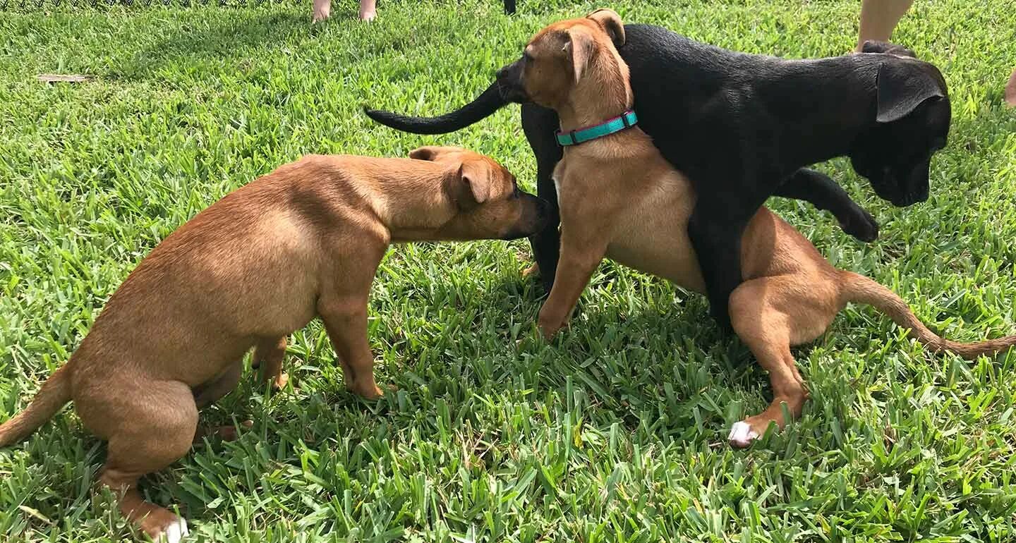 Бродячие собаки спариваются. Dog mating. Dog mating. Dogs mating mating. Dogs mate.