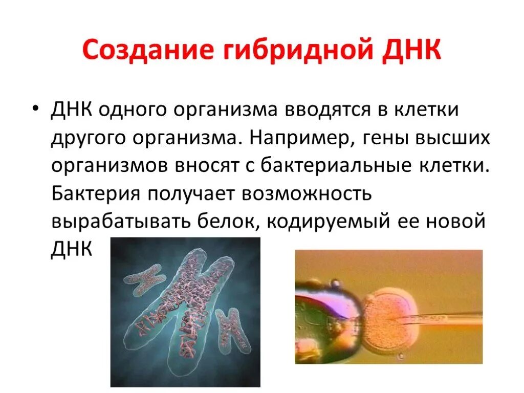 Гибриды микроорганизмов. Создание гибридной ДНК. Презентация на тему селекция микроорганизмов. ДНК гибрида. Гибриды бактерий