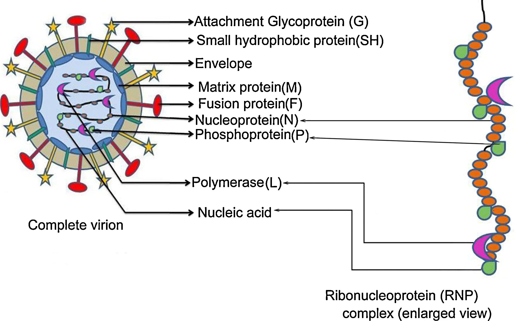 Метапневмовирус у ребенка. РНК metapneumovirus. Метапневмовирус возбудитель. Метапневмовирус строение. Метапневмовирус человека.