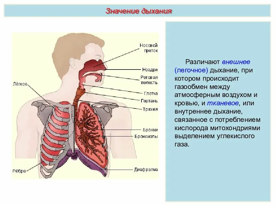 Внешнее легочное дыхание. Строение дыхательной системы. Внутреннее дыхание. Внешнее и внутреннее дыхание. Особенности внутреннего дыхания