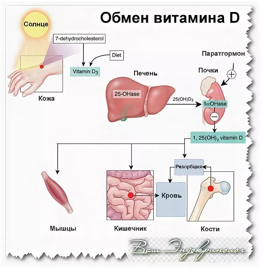 Синтезирует витамин d содержит кожные железы. Синтезирует витамин d содержит кожные железы