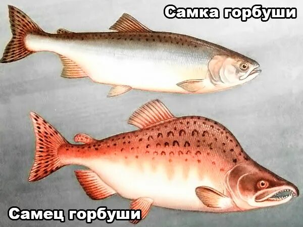 Самец горбуши как отличить. Форель самка и самец. Горбуша самка и самец. Как определить самку горбуши. Горбуша самец и самка как отличить.