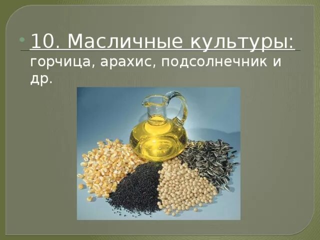 Масленичные культуры. Масличные культуры. Масличные культуры растений. Масличные и масленичные культуры.