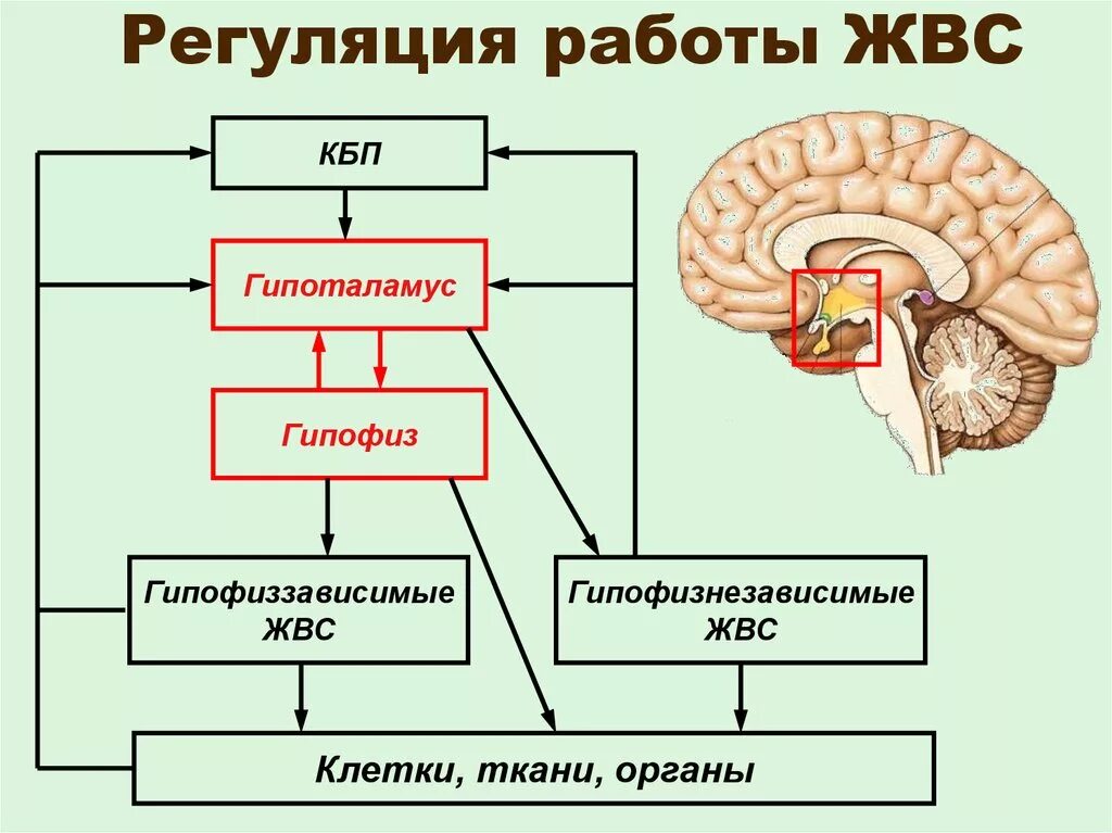 Гипофиз независимые. Схема регуляции функций желез внутренней секреции. Регуляция деятельности эндокринных желез схема. Механизмы регуляции функций эндокринных желез. Механизм саморегуляции желез внутренней секреции.