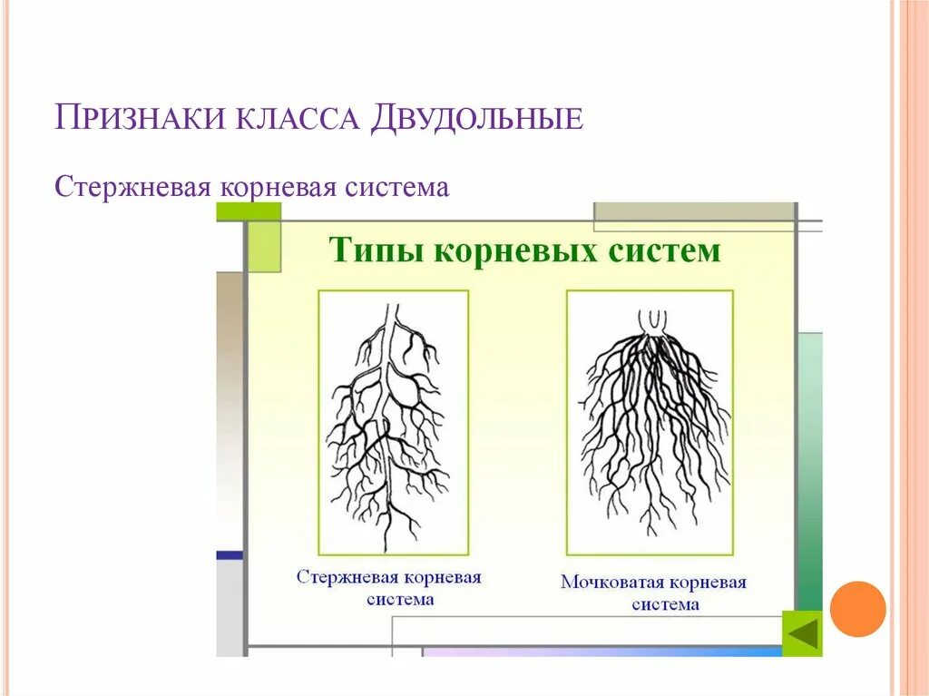 Стержневая корневая система у двудольных. Мочковатая корневая система у розоцветных. Мочковатая корневая система у двудольных. Семейство Розоцветные корневая система.