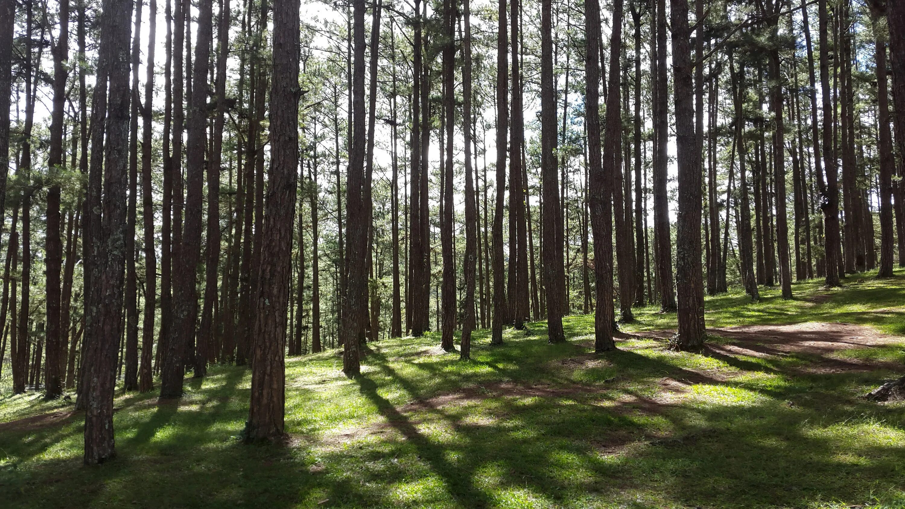 Земля роща. Елово сосновый лес в сибири. Красноуфимская сосновая роща. Хмурые сосны сочи. Земля роща.