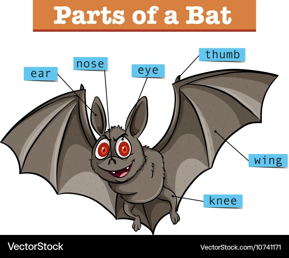 There are various myths surrounding bats those