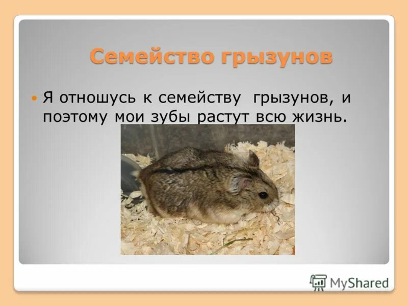 золотой заяц агути. капибара детеныш. семейство грызунов 4. желтогорлая лесная мышь. горбатый заяц агути.