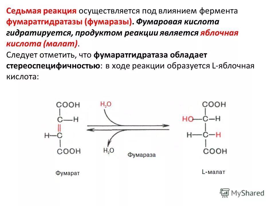 Ферменты глюконеогенеза