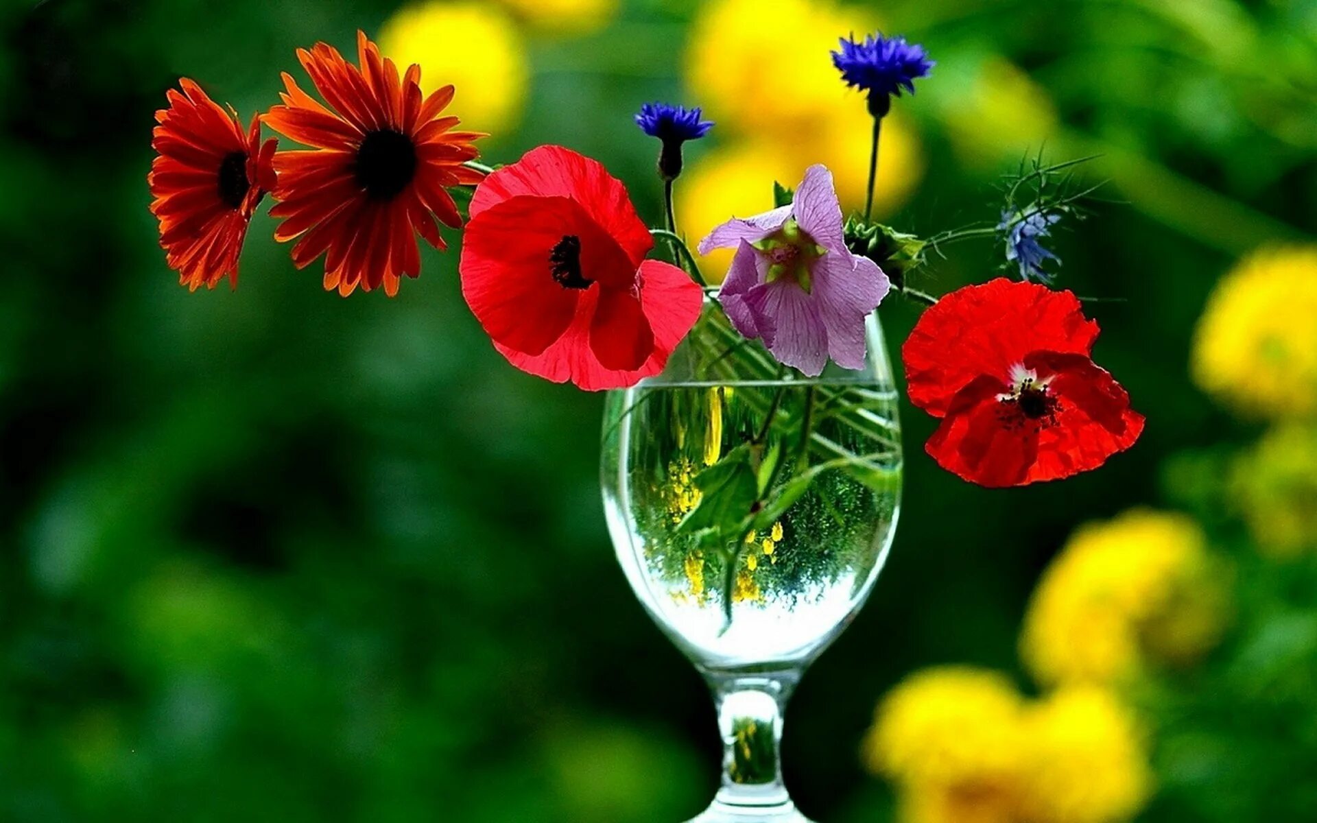 роняю капельки души на строчки чистым откровеньем. солнышко счастье. хороший шансон для веселого настроения. яркие цветы. счастье женщины.