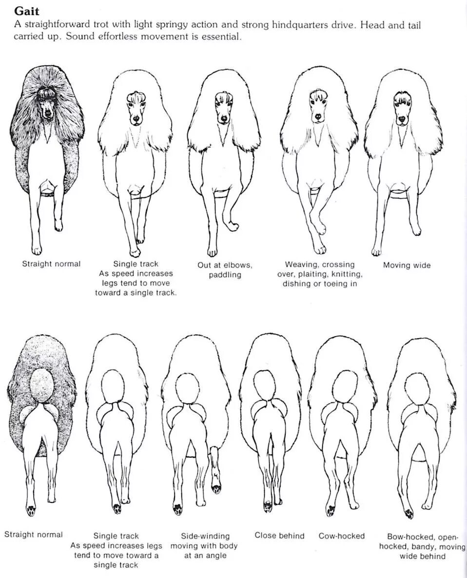 Схема пуделя. Схема стрижки пуделя стандарт. Стрижка карликового пуделя схемы. Схема стрижки пуделя Скандинавский Лев. Схема стрижки королевского пуделя.