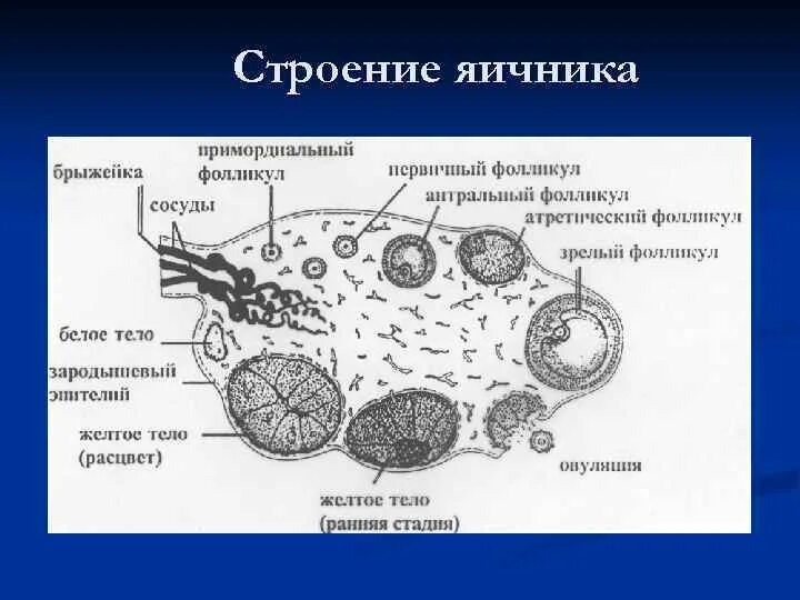 Фолликулы в яичниках анатомия. Микроскопическое строение яичника. Схема разреза яичника. Каково строение яичника. Лечение фолликулов