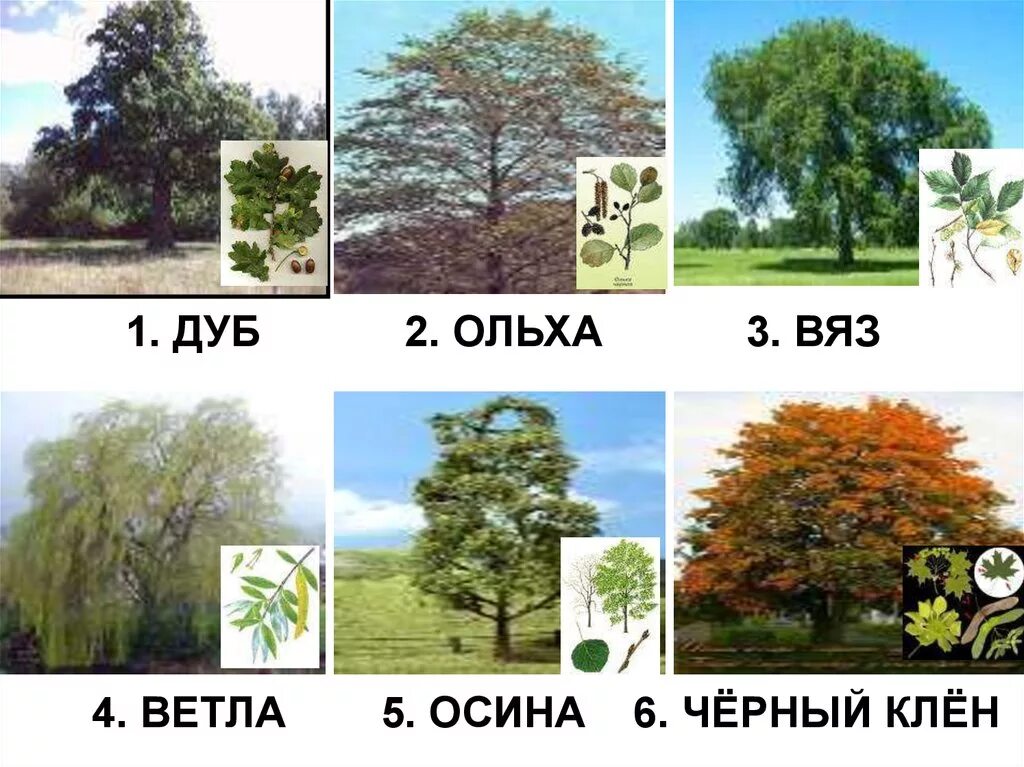 осина дуб липа береза ива тополь. дуб клен граб. клена ясеня ольхи. клена ясеня ольхи. дуб липа вяз клен.