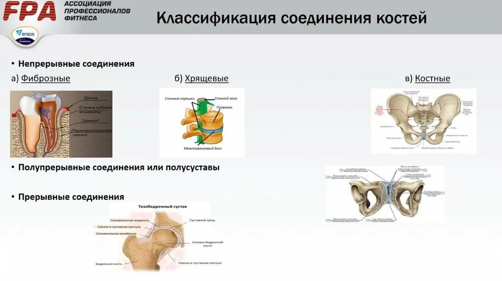 Соединение кости классификация. Фиброзные соединения костей. Классификация соединений костей. Виды фиброзных соединений костей. Непрерывные фиброзные соединения костей.