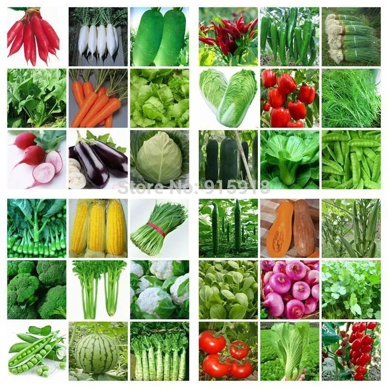 Какие семена овощей хорошие. Фасовка семян. Семена овощей. Производители семян овощей. Производители семян.