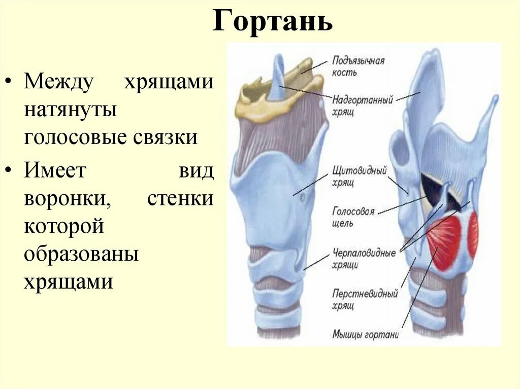 Хрящи гортаниголосовыые свяски. Строение гортани, хрящи гортани. Голосовые связки.. Голосовые связки расположены между хрящами. Гортань строение хрящи гортани.