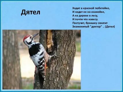 Дятел перелетная