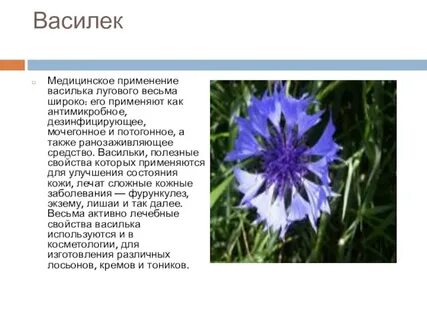 Синий василек предложение