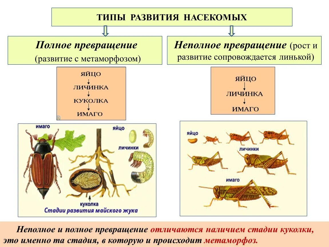 Развитие метаморфоза характерно для. Развитие с поолным и неполнымпревращением у насекоых. Развитие с полным превращением стадии развития. Развитие с полным и неполным превращением. Неполный цикл развития насекомых.