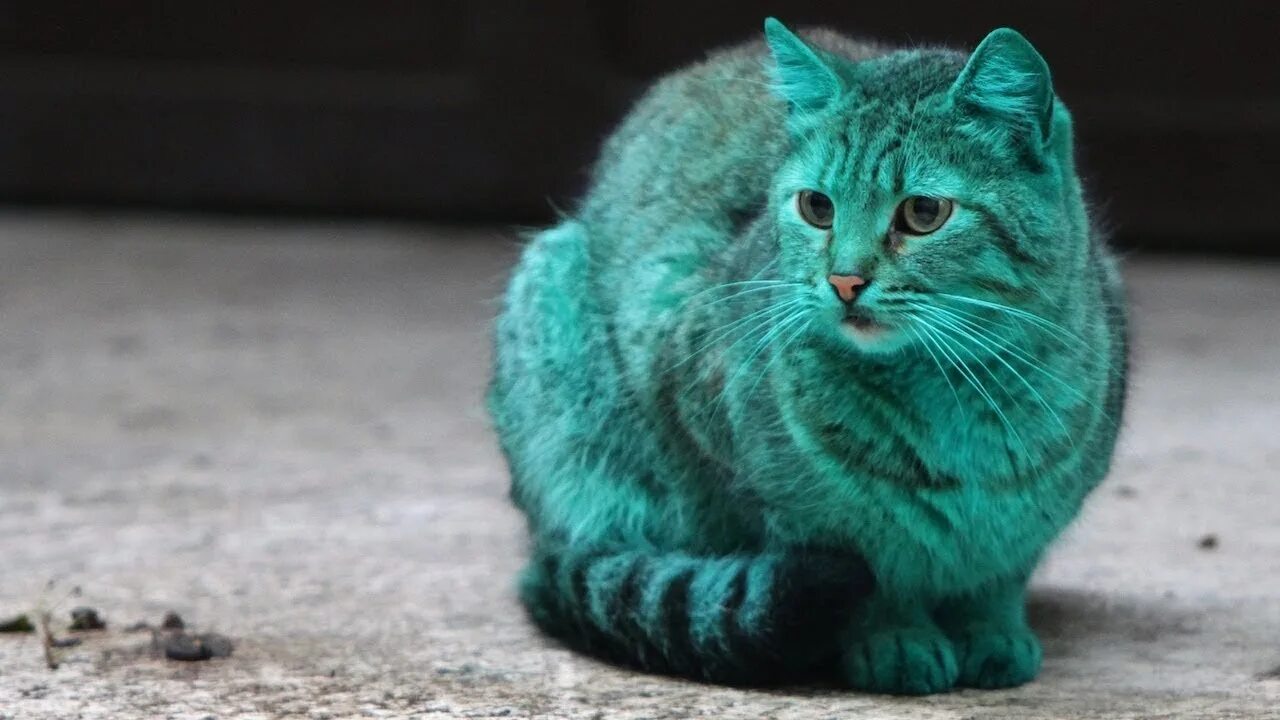 Зеленоватый кот. Зеленый кот варна. зеленая кошка. бирюзовая кошка. тёмно зелёный кот.