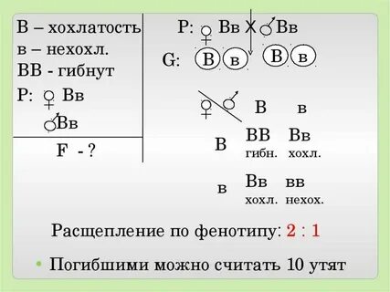 Полное доминирование сколько фенотипов