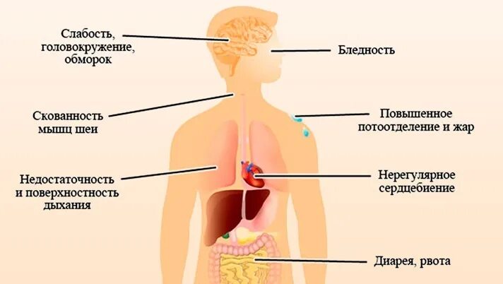 тошнота слабость дрожь. рвота при гипогликемии. при гипогликемии.