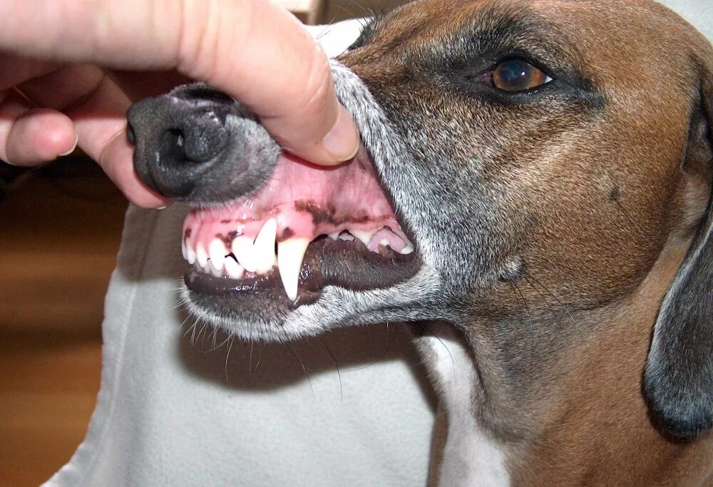 Можно ли собакам горло. Можно ли собакам горло. Стаффордширский терьер прикус. Щитовидная железа у собак. Можно ли собакам горло.