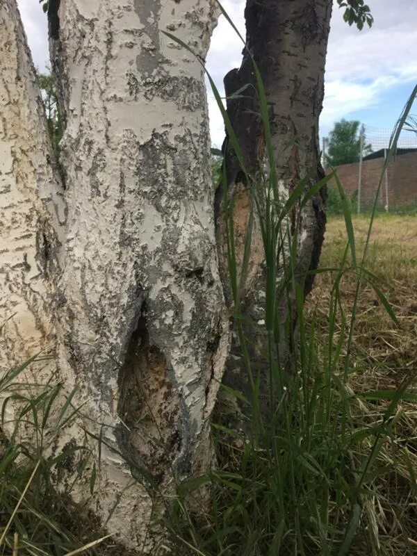 Сердце из деревянных бревен. Значок растрескивания древесины. Эльмак дерево. Расколотое дерево. Ертарский столб раскололо молнией.