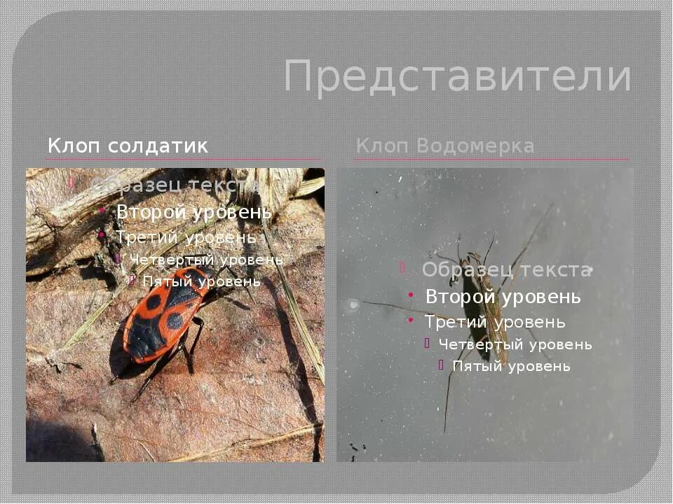 Тип питания клопа солдатика