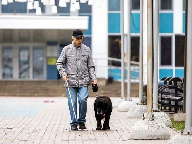 Белгород как живут люди сейчас. Самые большие собаки в белгороде. социальные прогулки с собаками в белгороде. модный песик белгород.