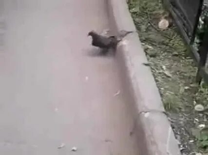 Голуби приколы видео